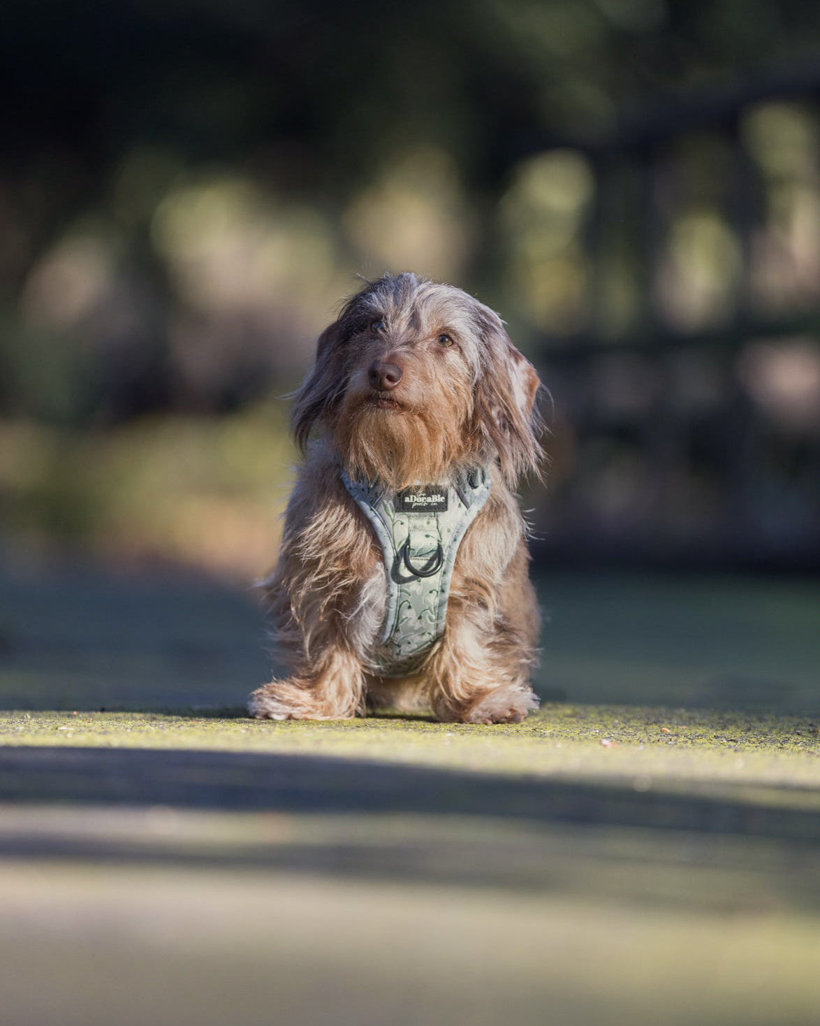 Hike & Go Lite™ Harness - Silent Snowdrops