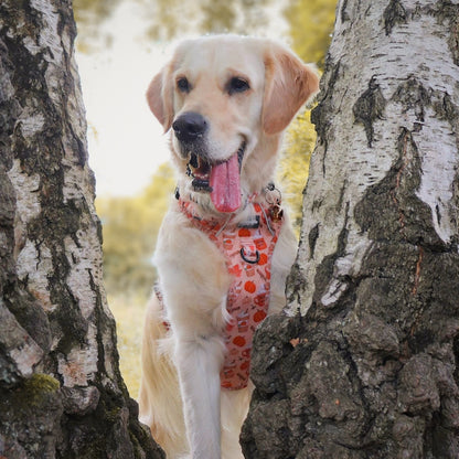 Hike & Go Lite™ Harness - Pumpkin Harvest