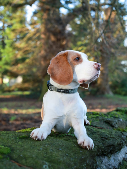 Laura Ashley Dog Collar - Sweet Alyssum
