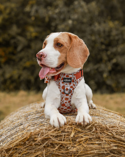 Hike & Go™ Harness - Pumpkin Farm