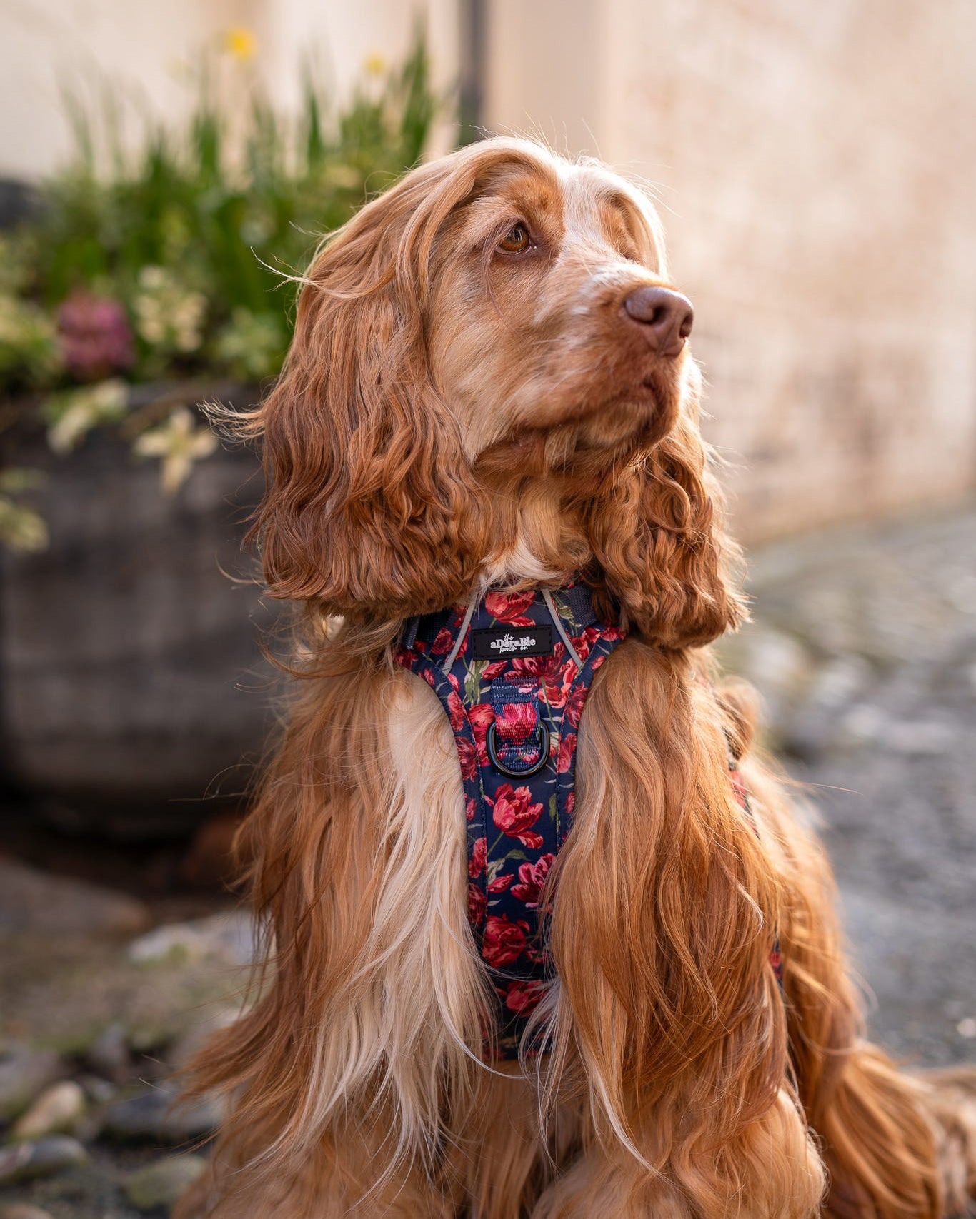 Laura Ashley Dog Harness - Gosford Meadow