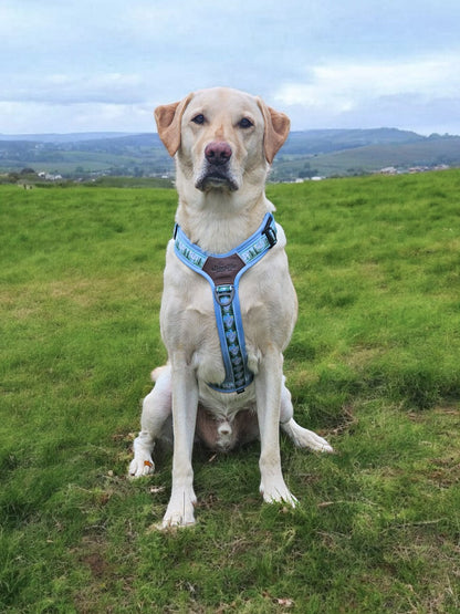 Streamline Pro™ Dog Harness - Daydream Heights