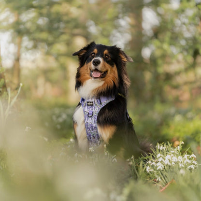 Hike & Go Lite™ Harness - Wisteria Waltz