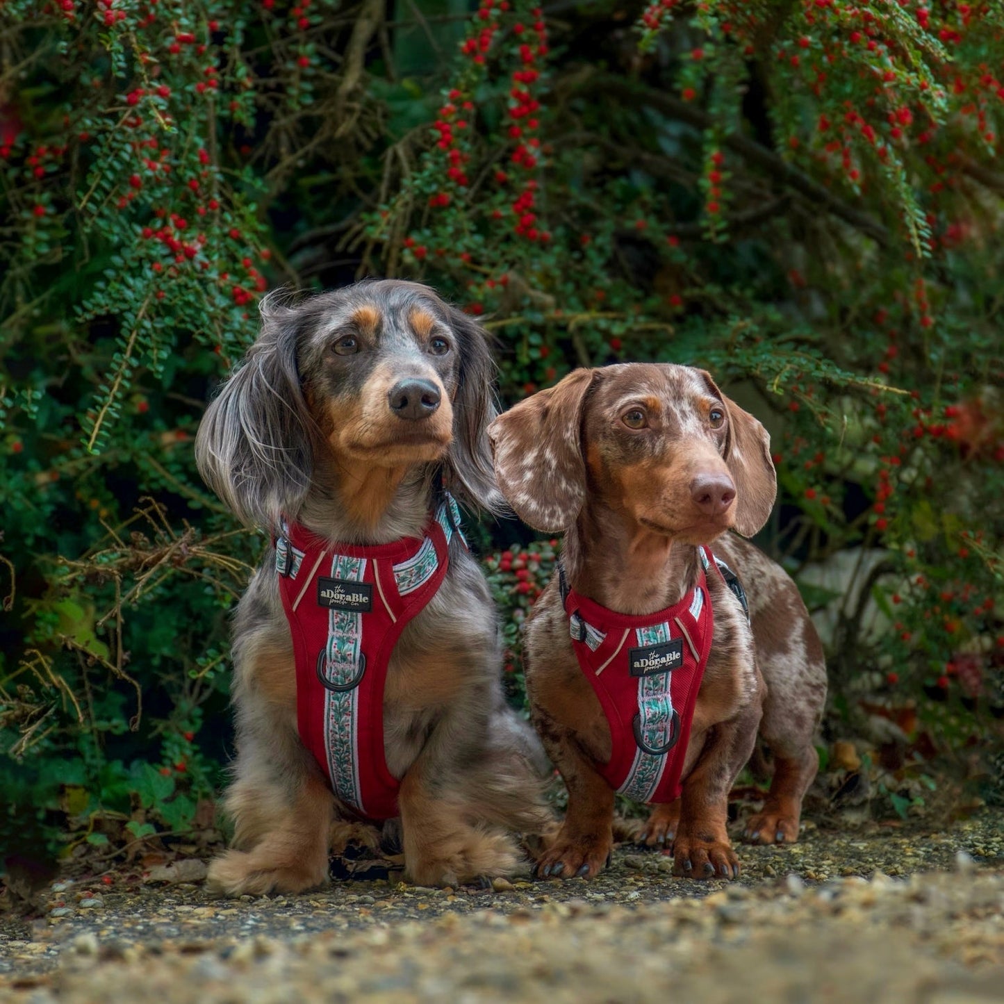 Hike & Go™ Harness - Garlands Of Evergreen