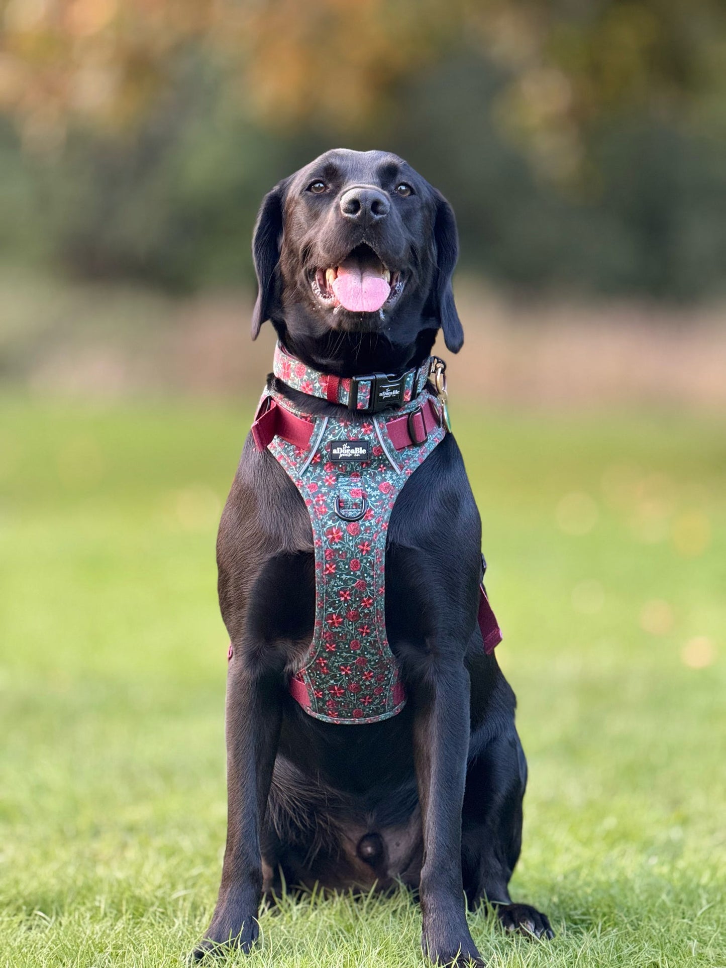 Hike & Go Lite™ Harness - Holly & Ivy