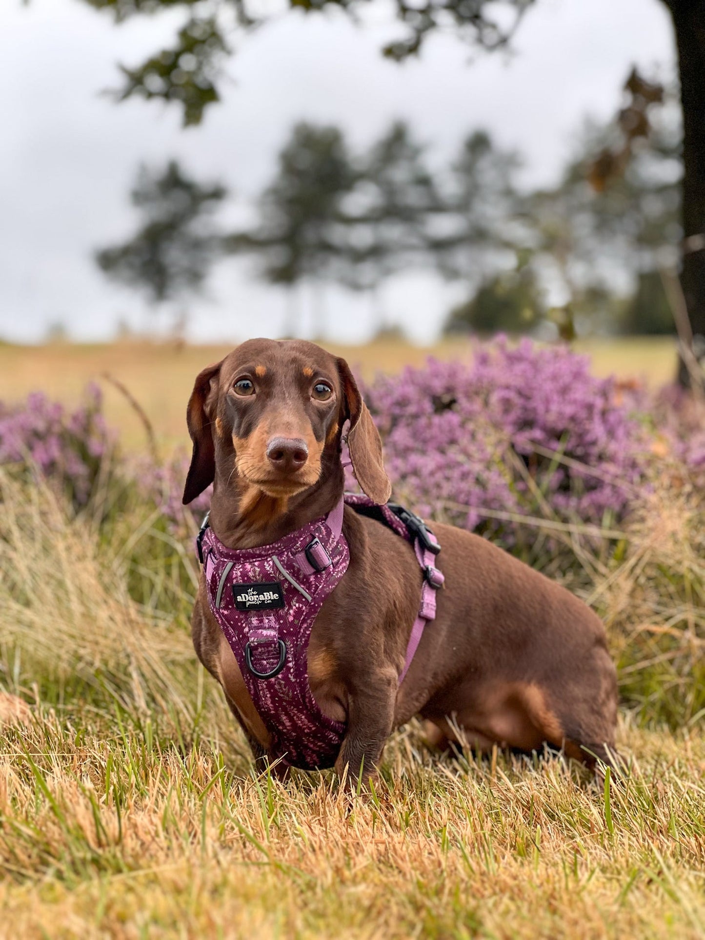 Hike & Go™ Harness - Highland Heather