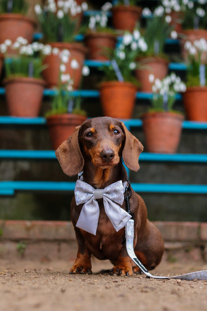 Dachshund wearing a neutral sailor bow tie standing in front of potted plants.