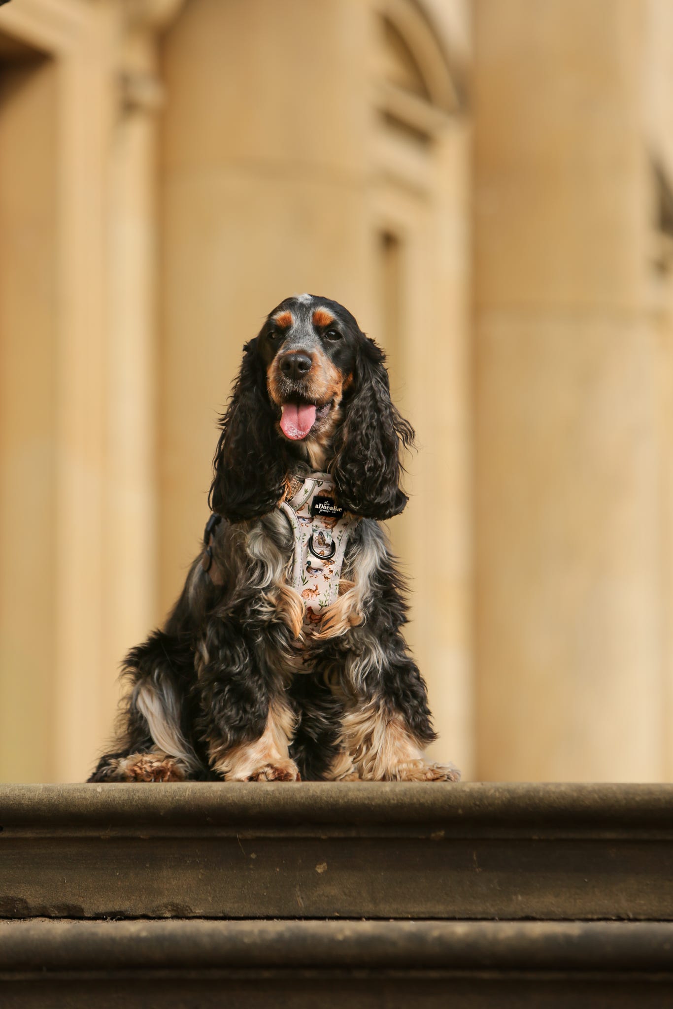 Hike & Go Lite™ Harness - Cotswold Cottage