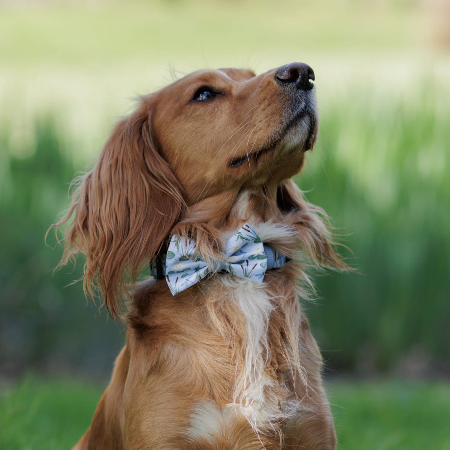 Dog Dickie Bow Tie - Willow Waters