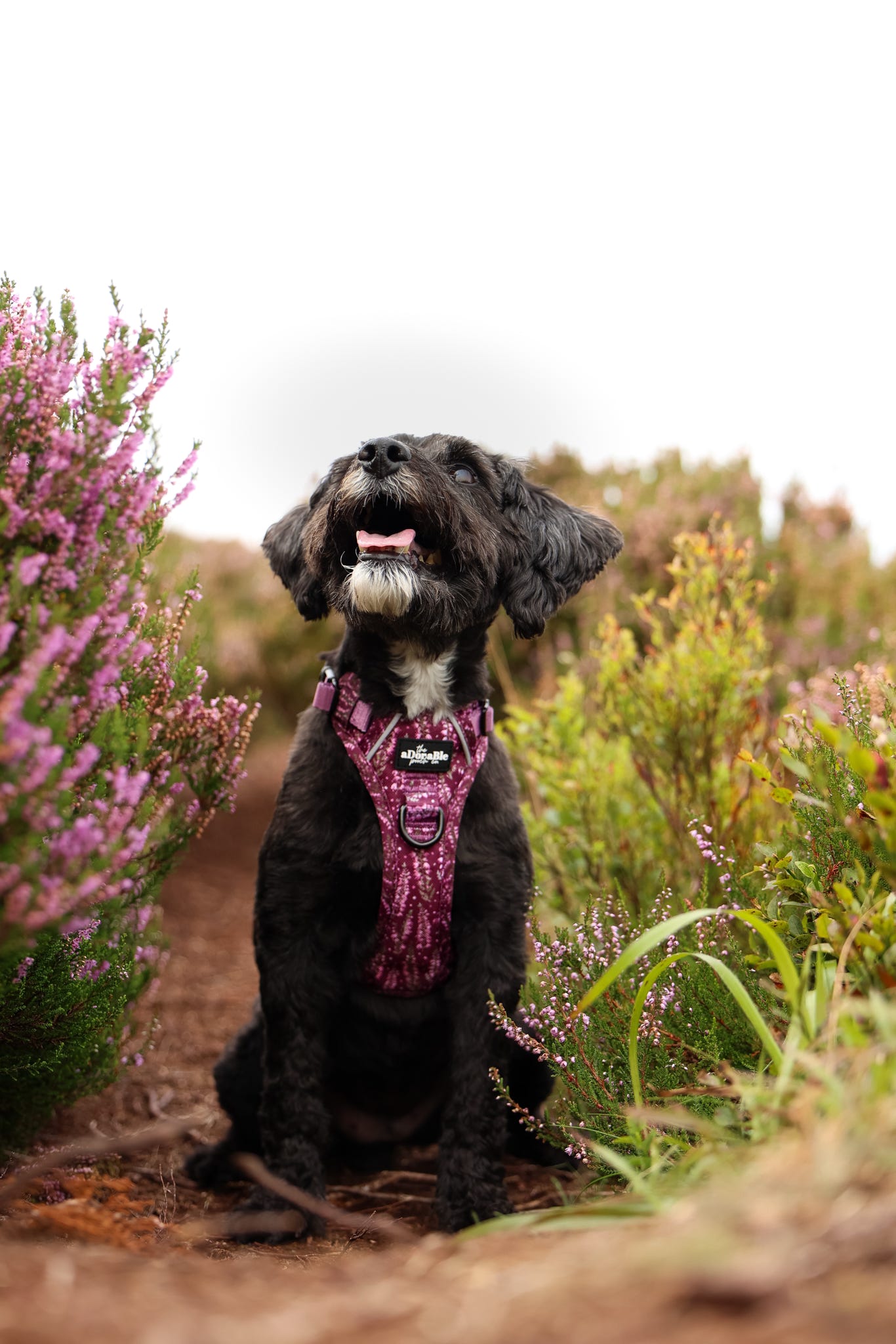 Hike & Go™ Harness - Highland Heather