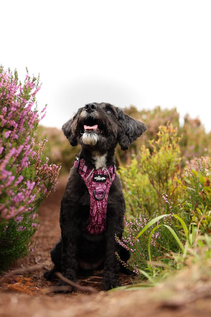 Hike & Go™ Harness - Highland Heather