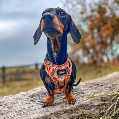 Hike & Go Lite™ Harness - Autumn Orchard