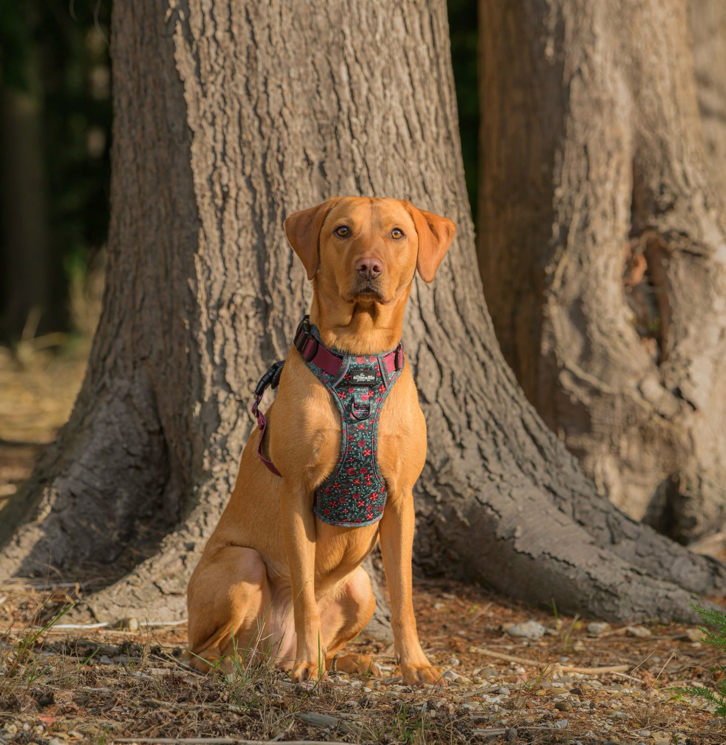 Hike & Go Lite™ Harness - Holly & Ivy