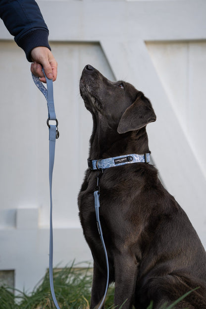 Dog on a powder blue waterproof lead looking up at a person against a white background.