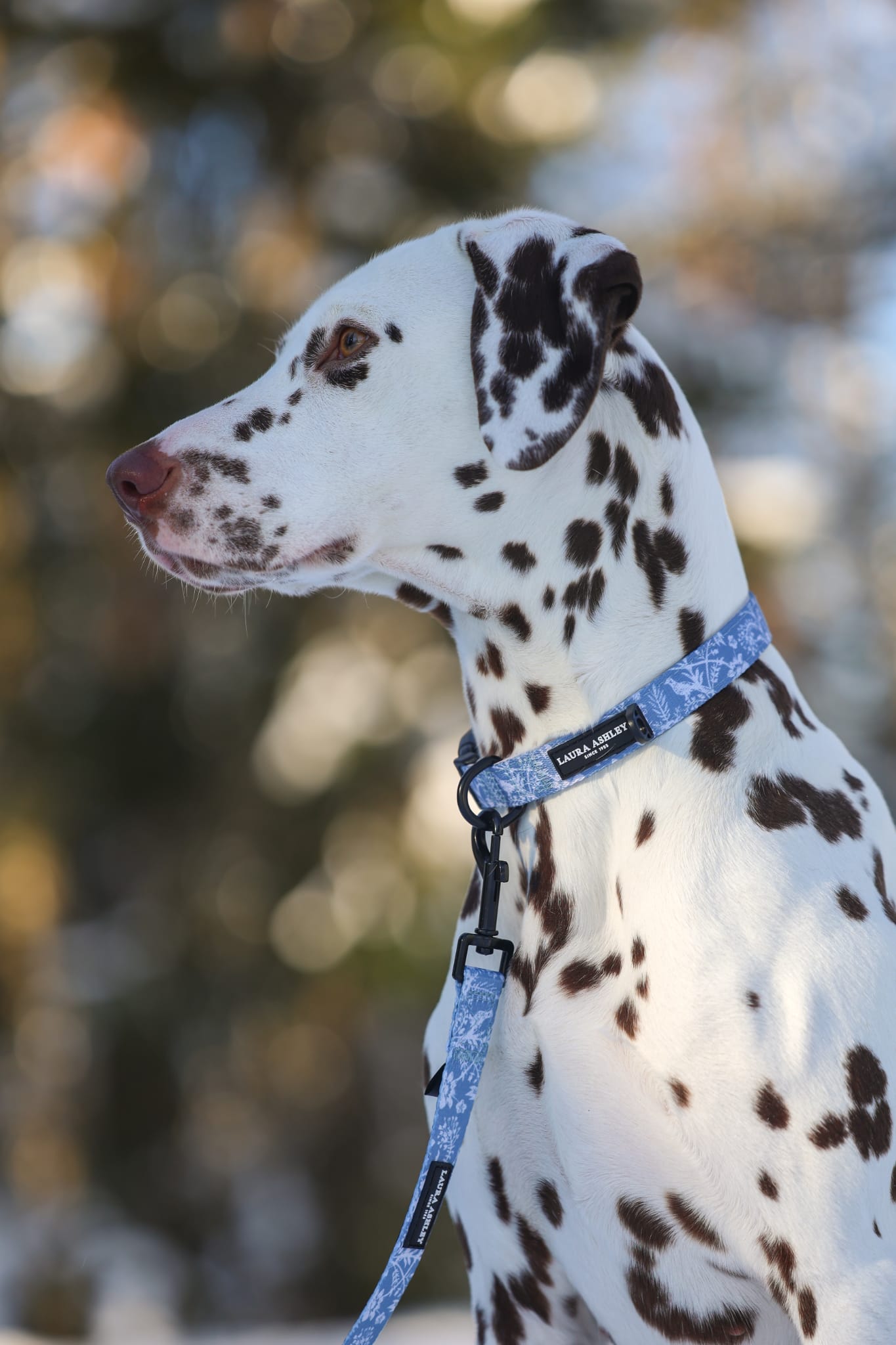 Laura Ashley Dog Collar - Shepherd's Purse