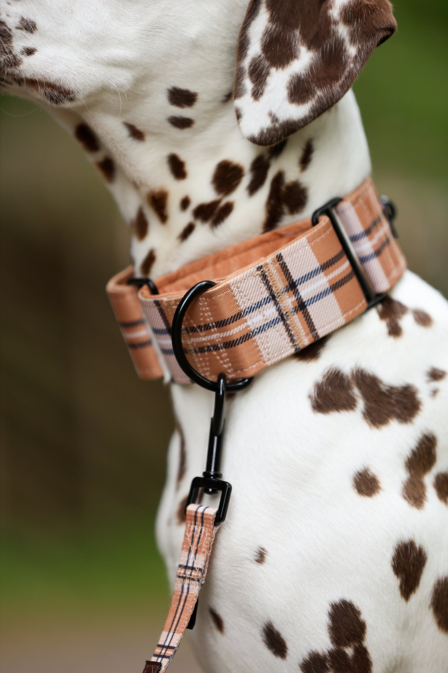 Heritage Martingale Collar - Butterscotch Biscuit