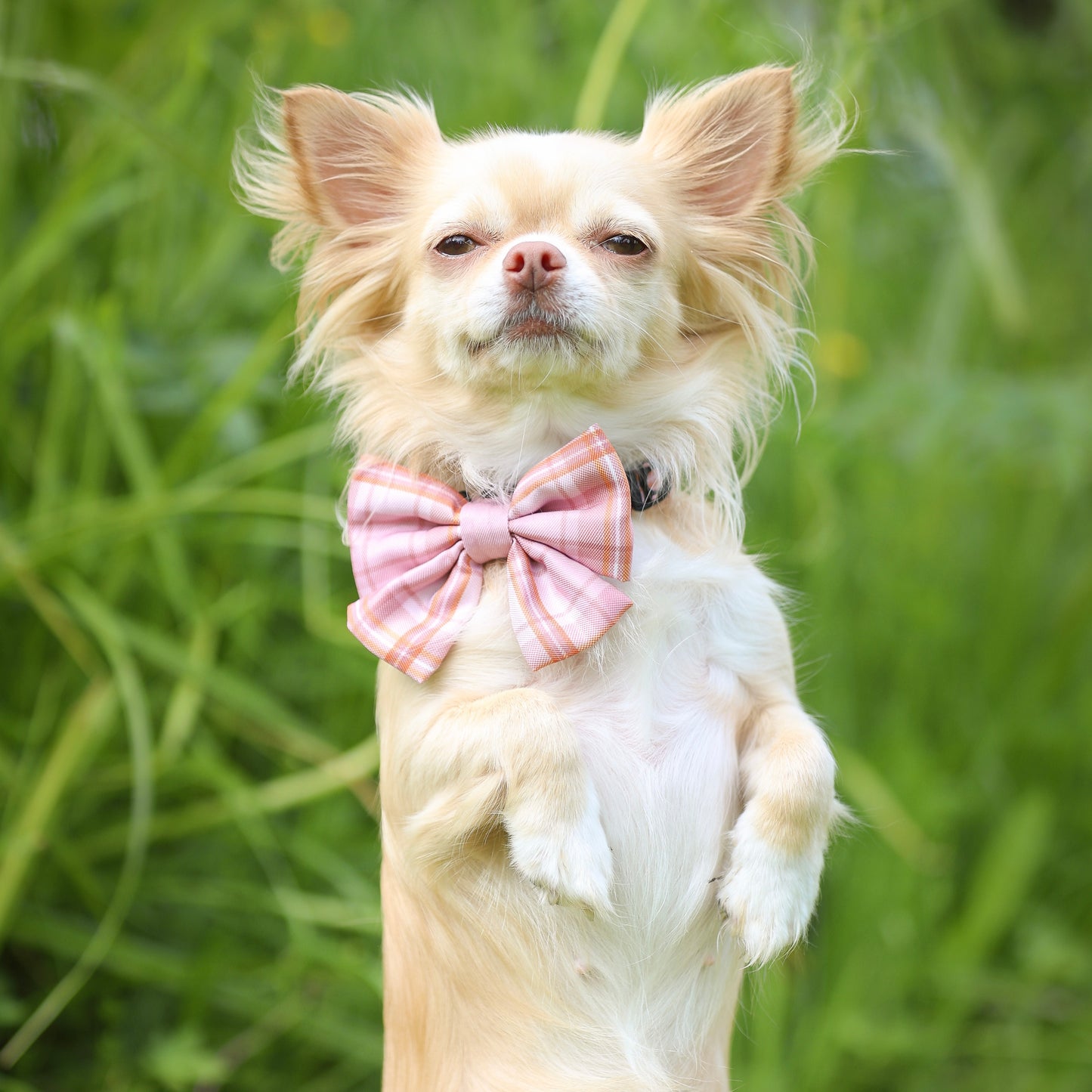 Heritage Sailor Bow Tie - Strawberry Cottage