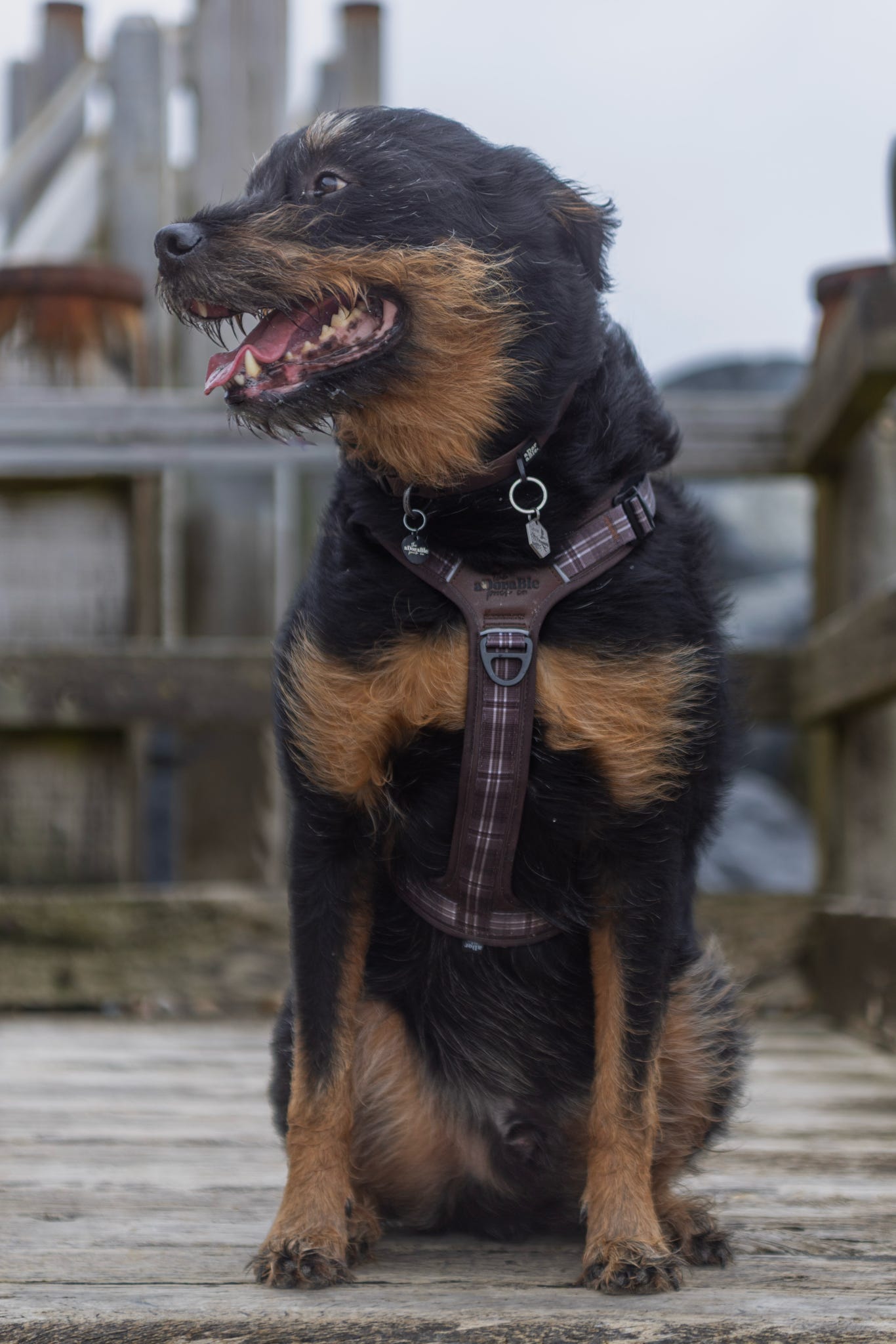 Streamline Pro™ Dog Harness - Heritage Collection - Truffle Brown