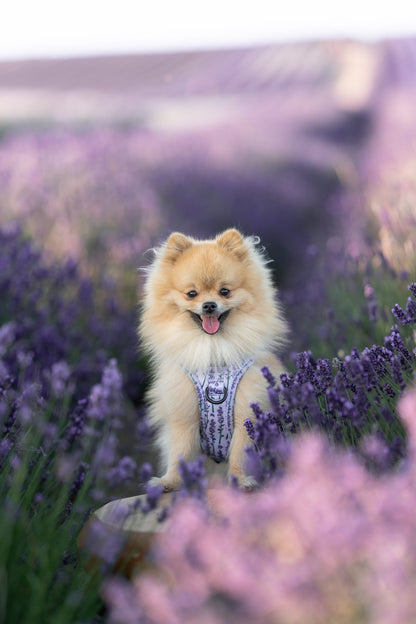 Hike & Go Lite™ Harness - Lavender Haze