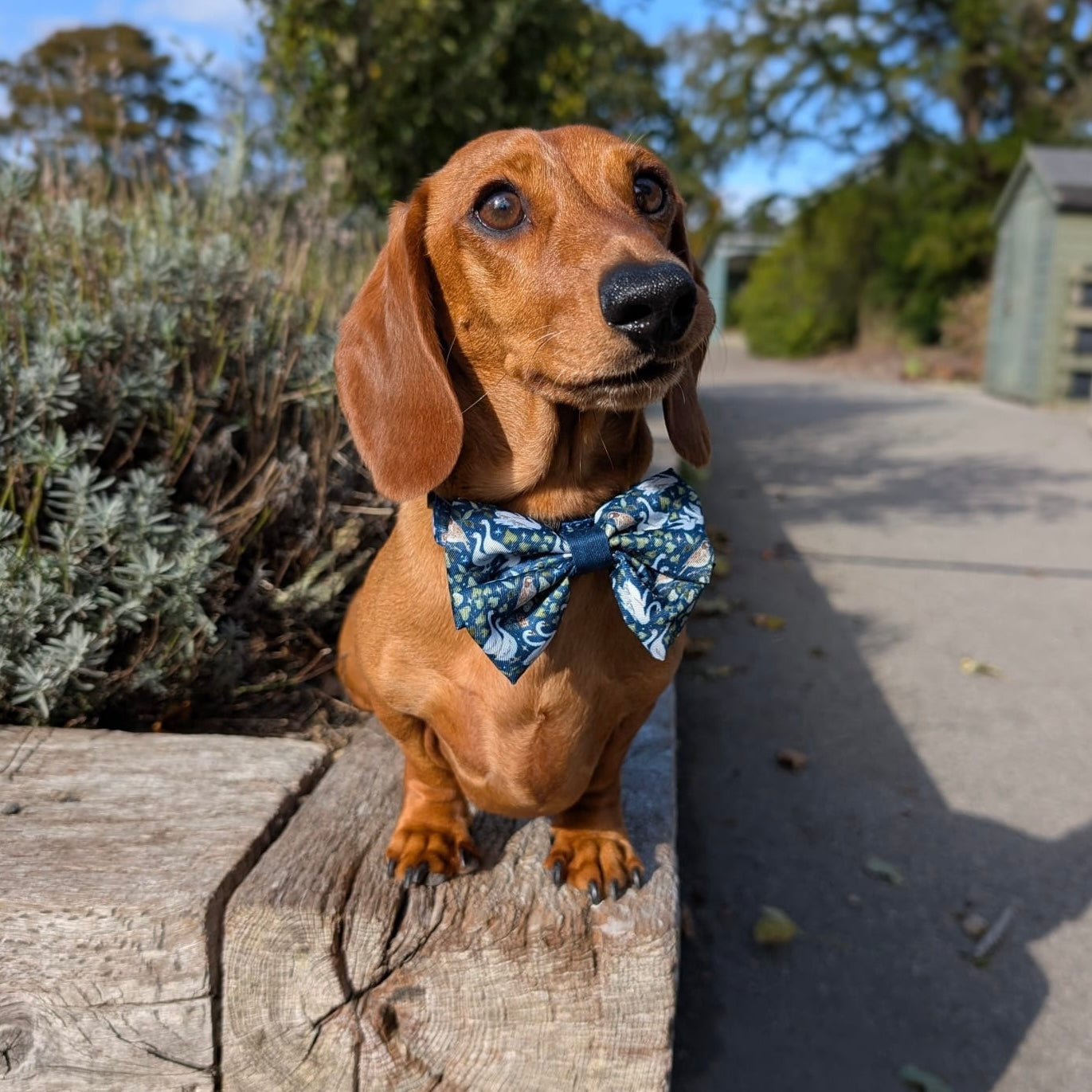 Sailor Bow Tie - Twelve Days