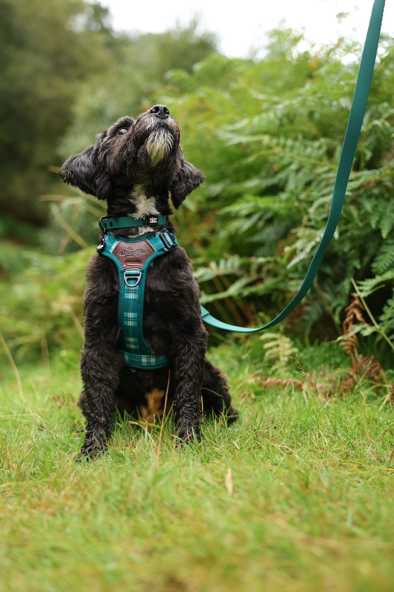 HydroFlex™ Waterproof Dog Lead - Pheasant Green