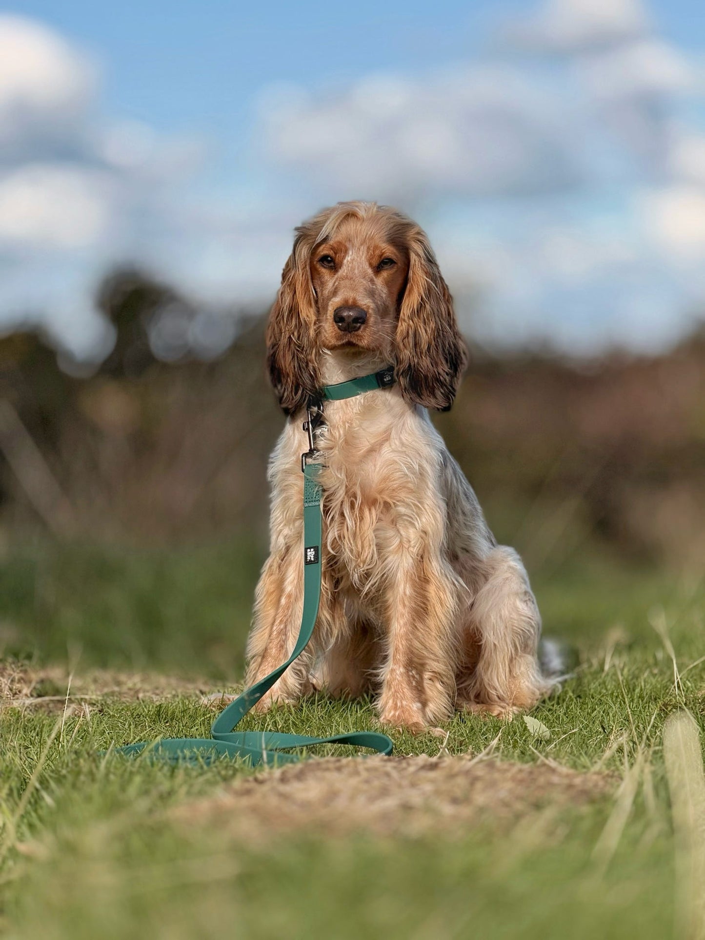 HydroFlex Lite™ Dog Collar - Pheasant Green