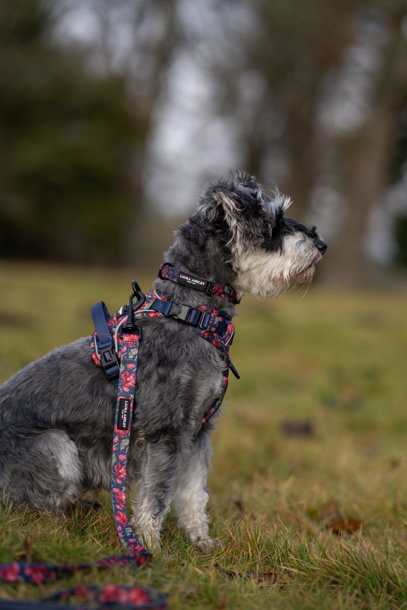 Laura Ashley Dog Collar - Gosford Meadow