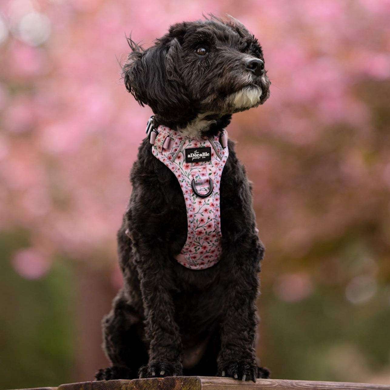 Hike & Go Lite™ Harness - Blushing Blossoms