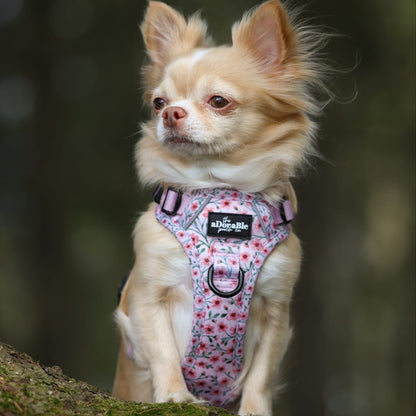 Small dog wearing a floral harness sitting on a mossy rock with a blurred natural background