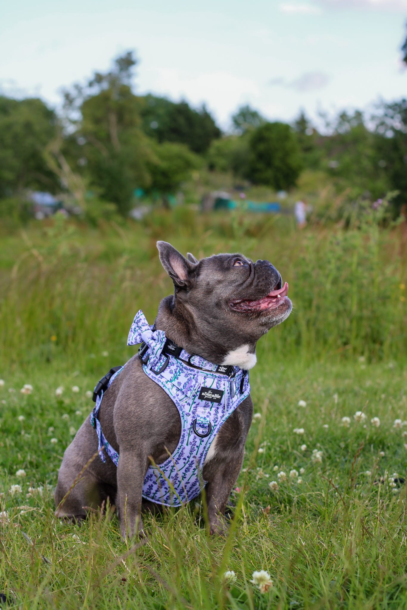 Hike & Go Lite™ Harness - Lavender Haze