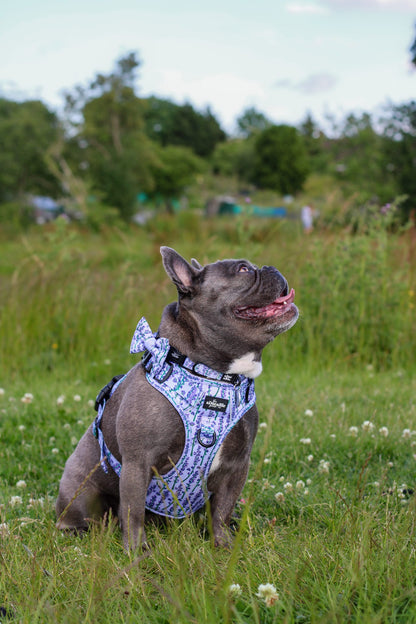 Hike & Go Lite™ Harness - Lavender Haze