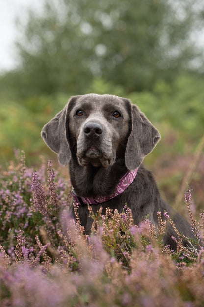 Collar - Highland Heather