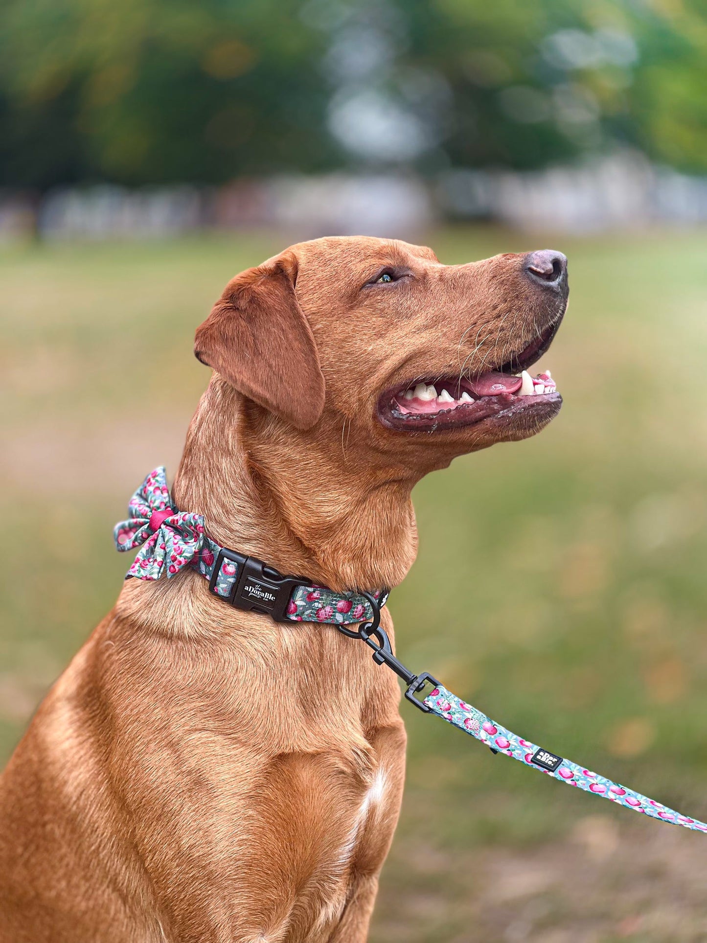 Collar - Crab Apple Cottage