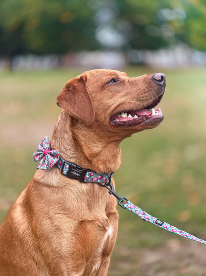 Collar - Crab Apple Cottage