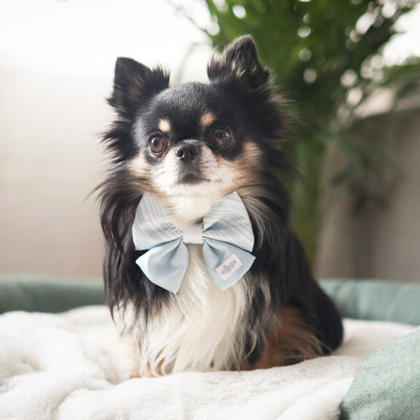Sailor Bow Tie - The aDoraBle Pooch Co Signature Bow
