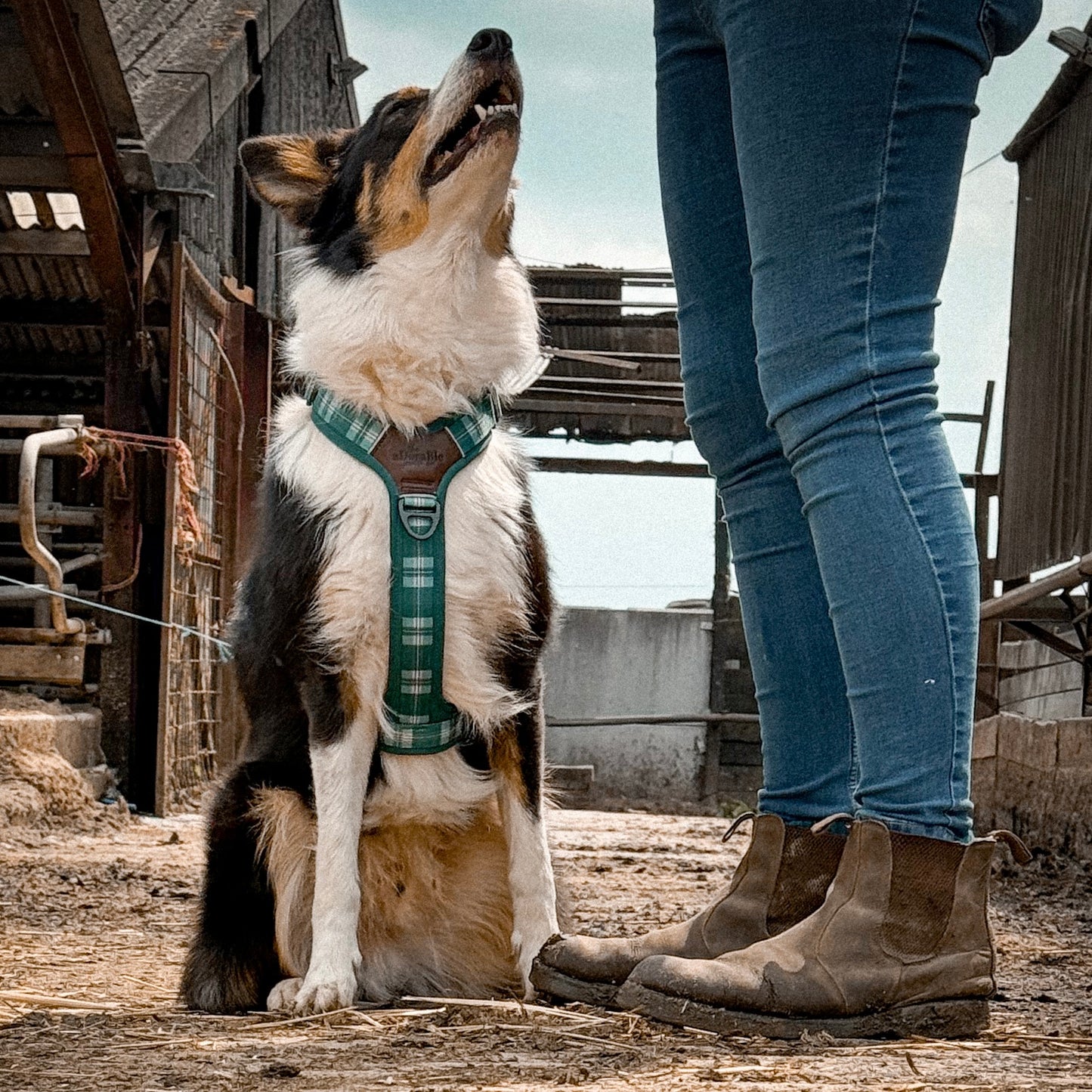 Streamline Pro™ Dog Harness - Heritage Collection - Pheasant Green