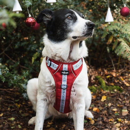 Hike & Go™ Harness - Garlands Of Evergreen