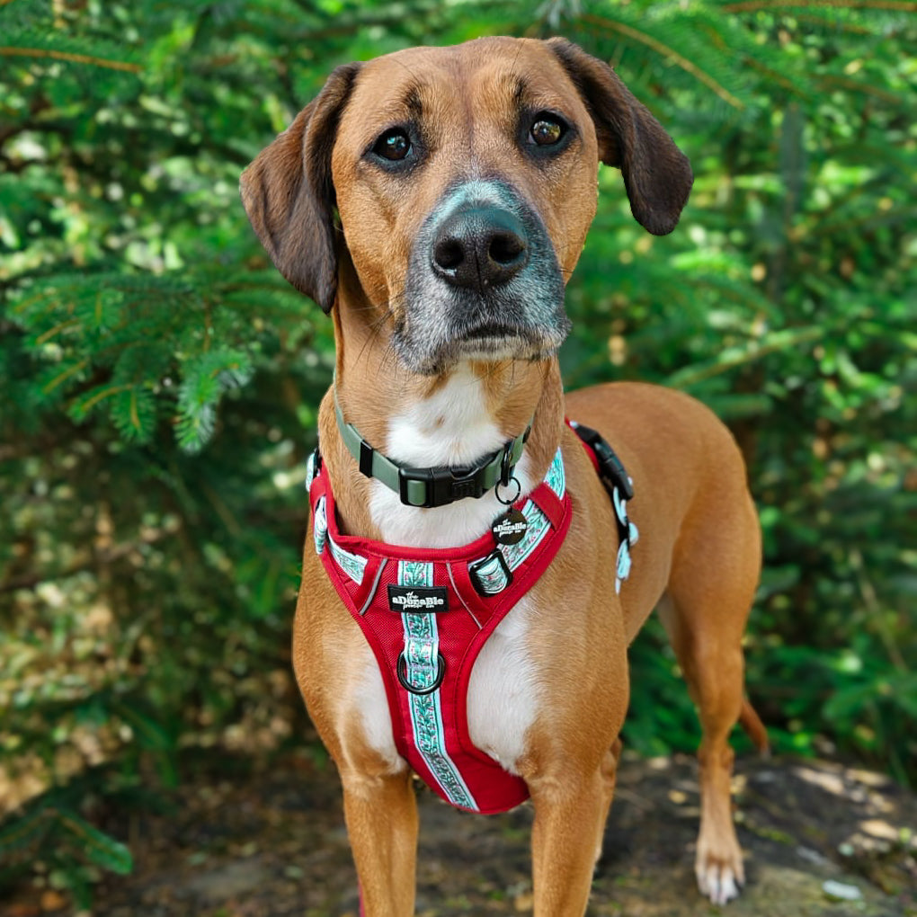 Hike & Go™ Harness - Garlands Of Evergreen