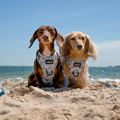 Hike & Go Lite™ Harness - Coastal Beach Grass