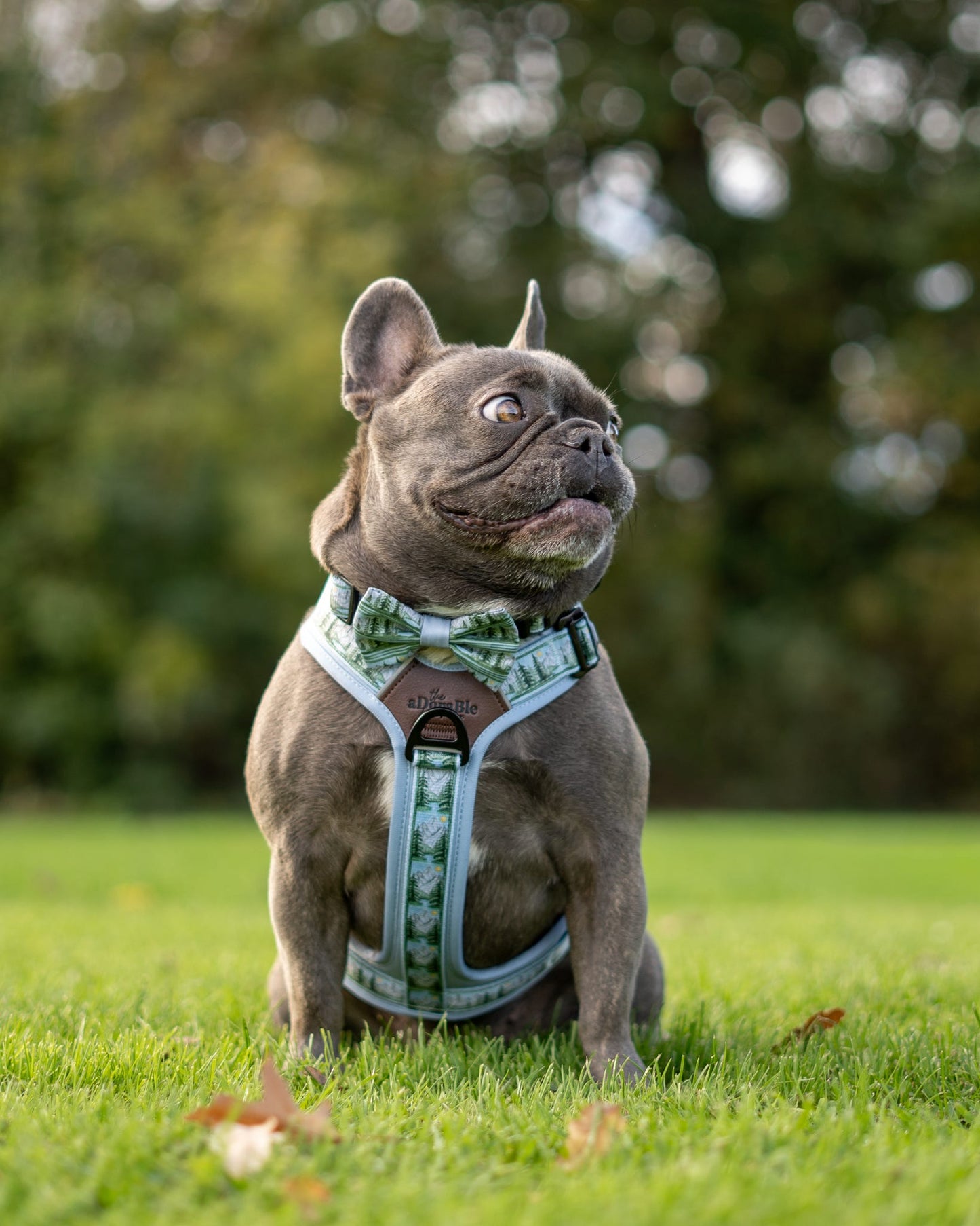 Bow Tie - Daydream Heights