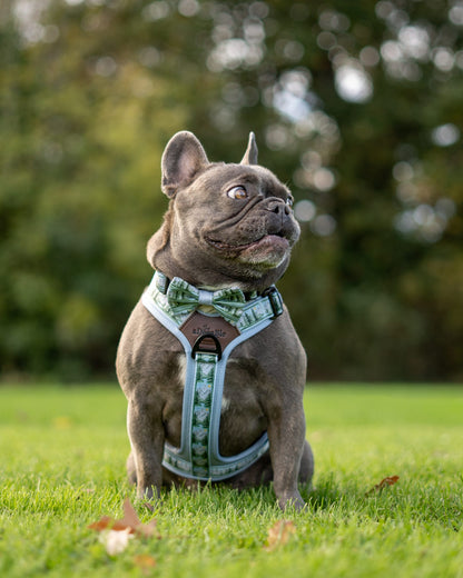 Bow Tie - Daydream Heights