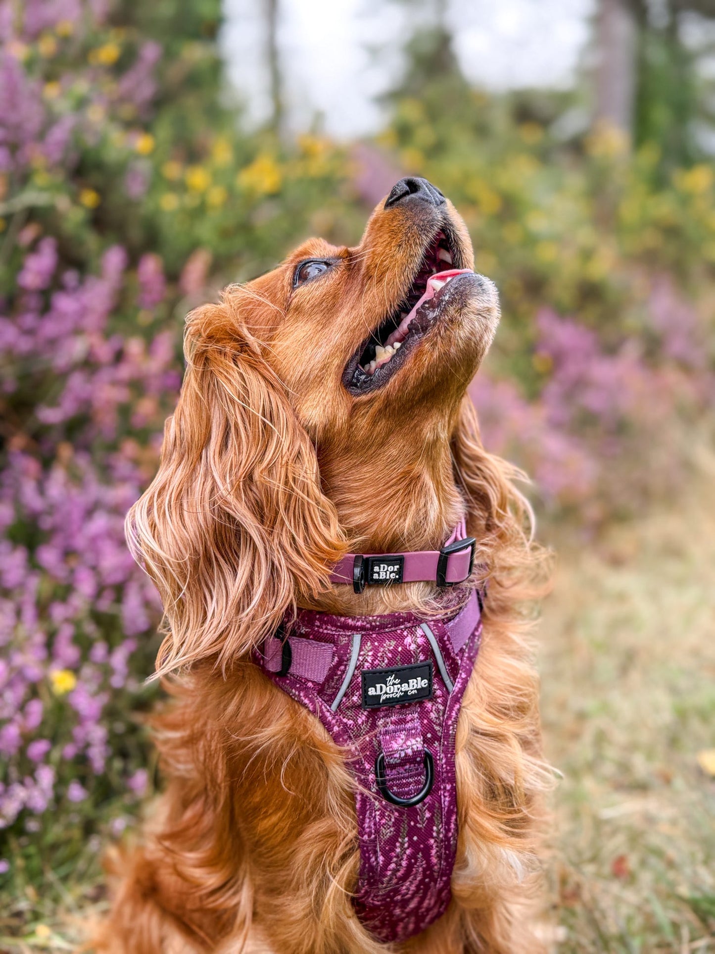 HydroFlex Lite™ Dog Collar - Mauve