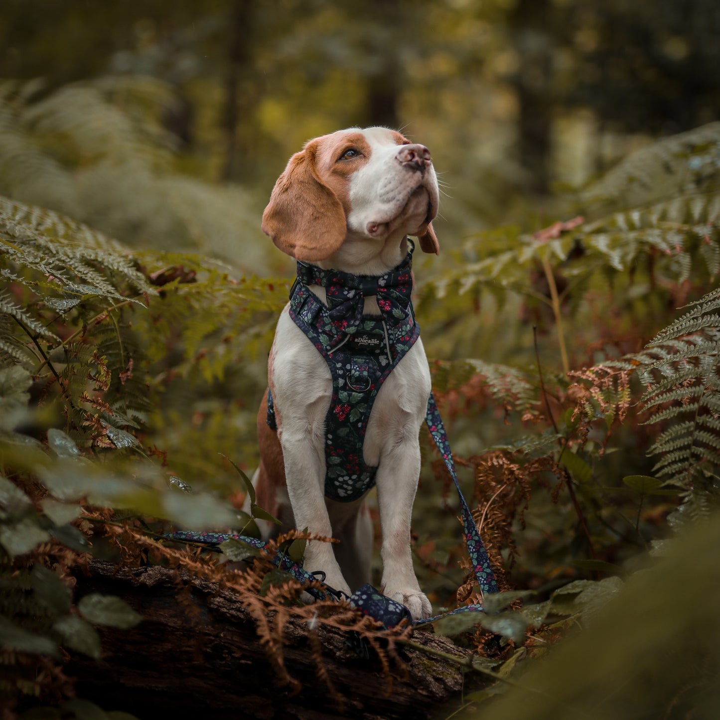 Hike & Go Lite™ Harness - Bramble Berry