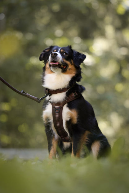 Heritage Faux Leather Dog Collar - Brown