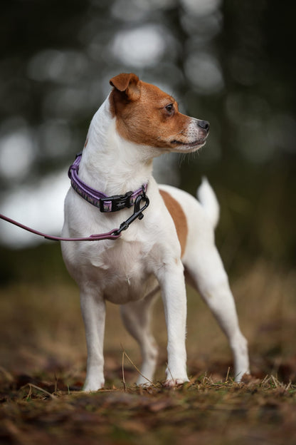 Collar - Moonlit Pines