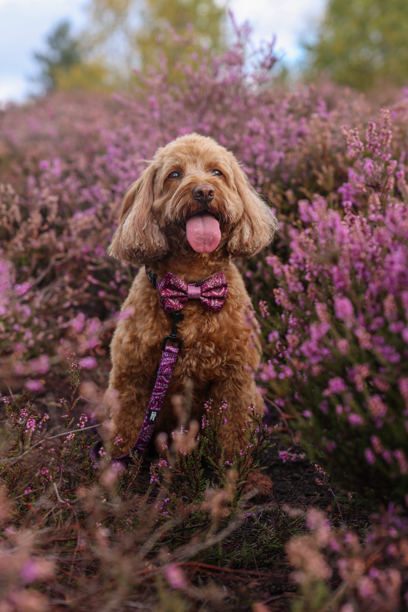 Bow Tie - Highland Heather