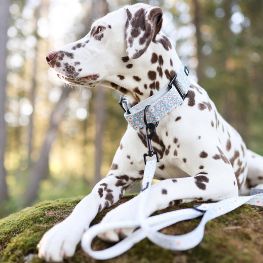 Martingale Dog Collar - Oopsy Daisy