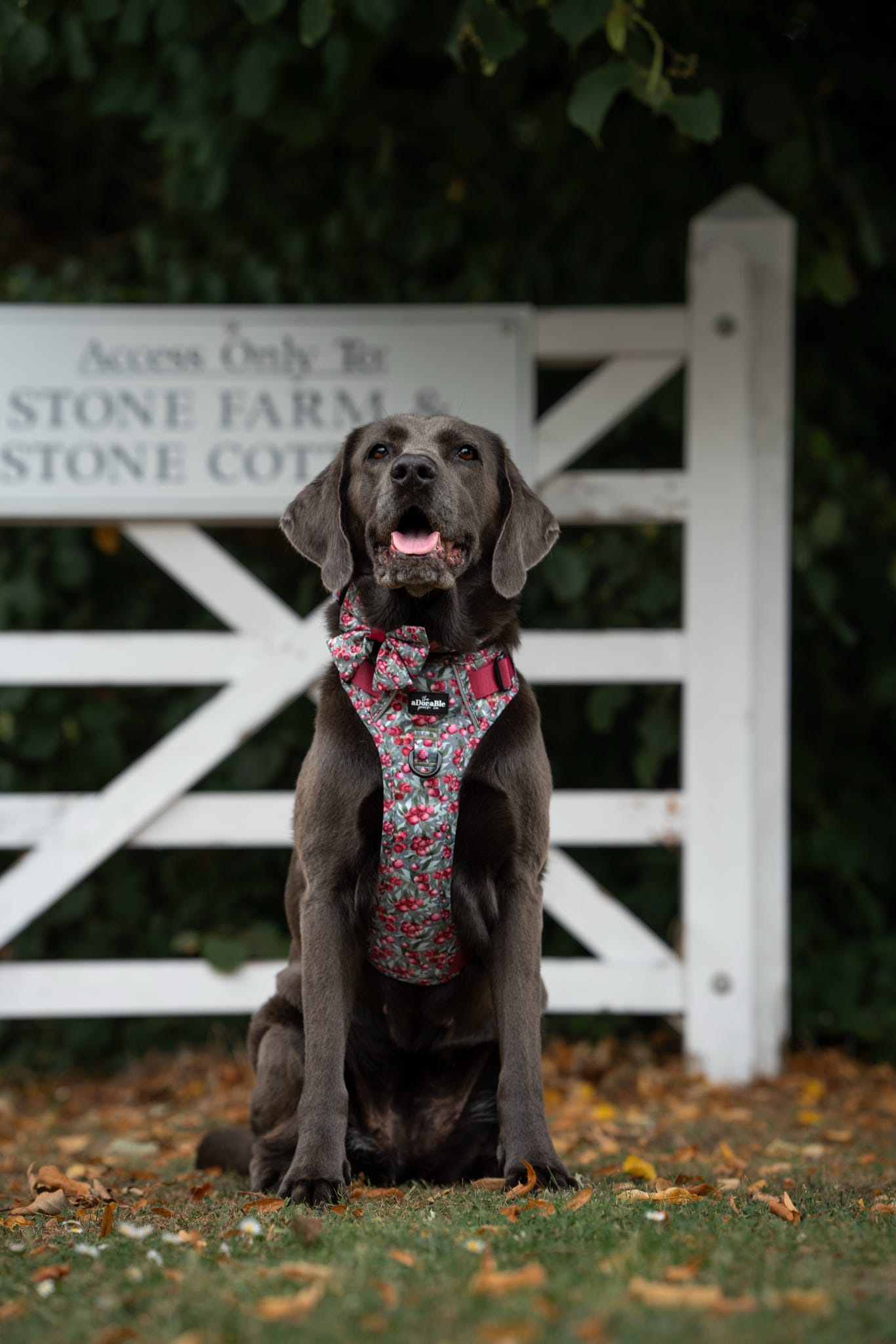 Hike & Go™ Harness - Crab Apple Cottage