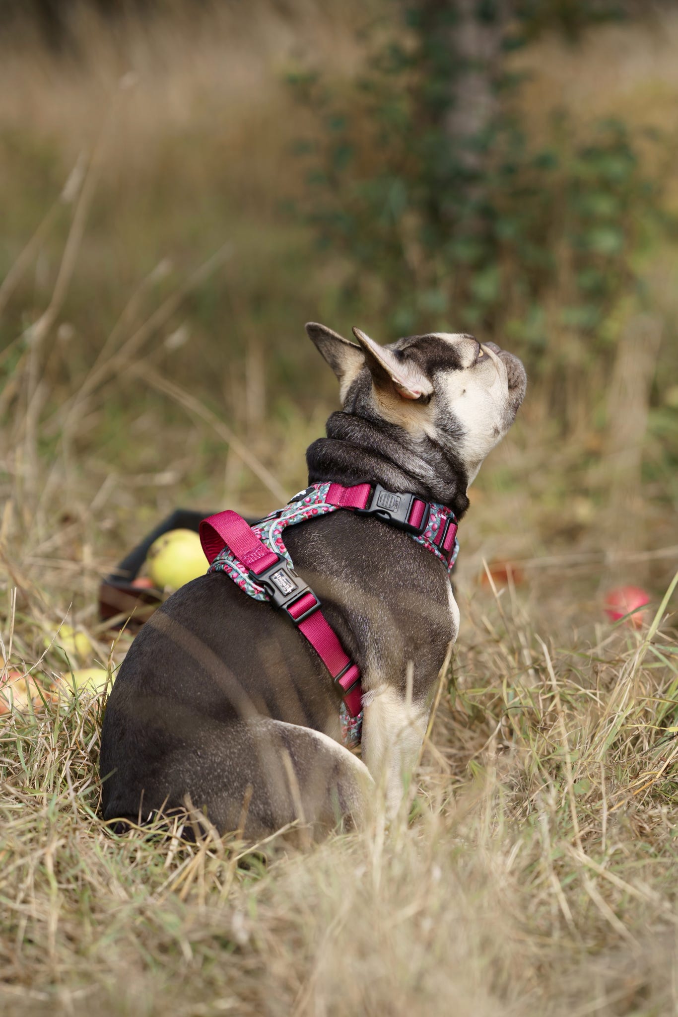 Hike & Go™ Harness - Crab Apple Cottage