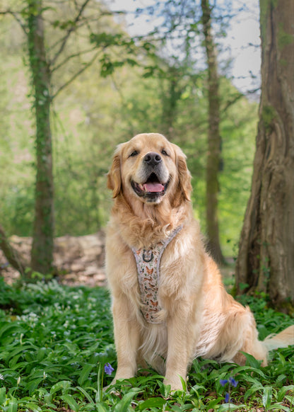 Hike & Go Lite™ Harness - Cotswold Cottage